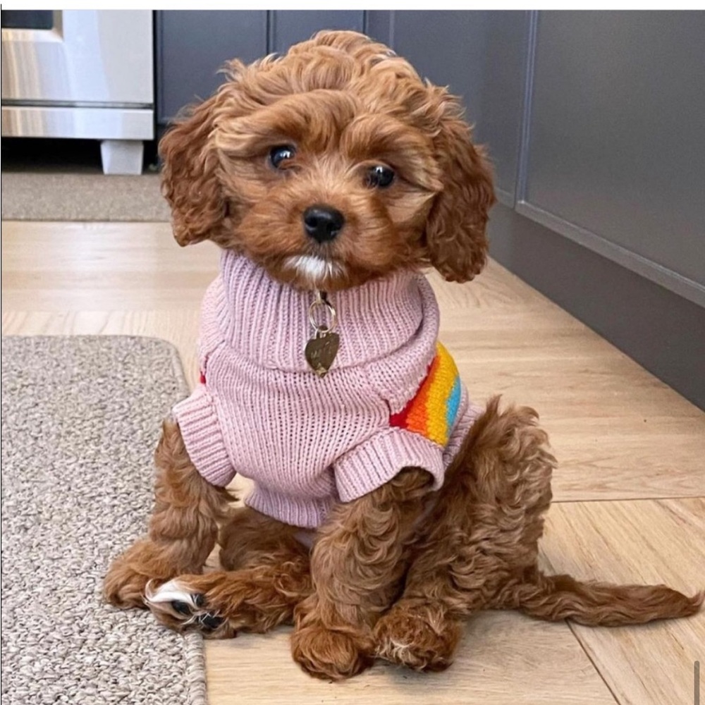 🐾 GF PET Authentic Multicolor Summit Sweater - Picture 8 of 11